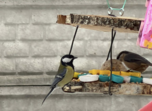 Ptasi goście w naszym przedszkolnym ogrodzie!