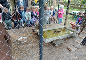 Dzieci oglądają kury w na wybiegu