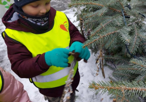 Zdjęcie przedstawia chłopca z grupy 4, który przywiesza ozdobę na choince